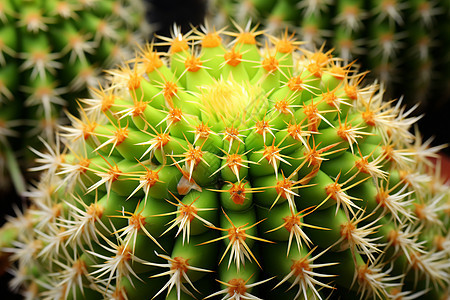 沙漠里的植物仙人掌图片