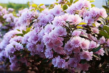 美丽的丁香花图片