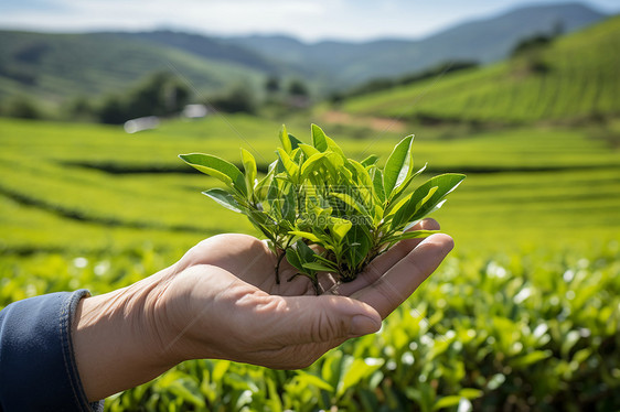 新鲜采摘的茶叶图片