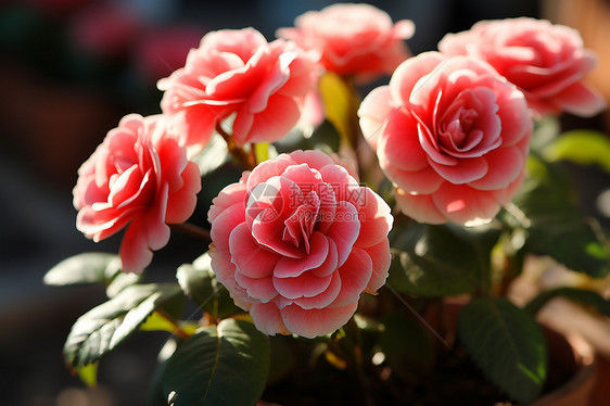 一个盆栽的粉红花朵图片