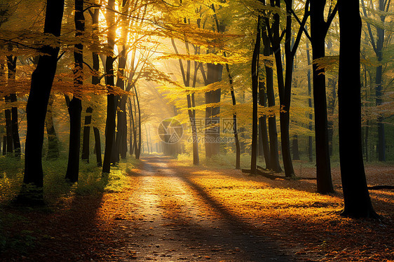 秋日森林里的阳光图片