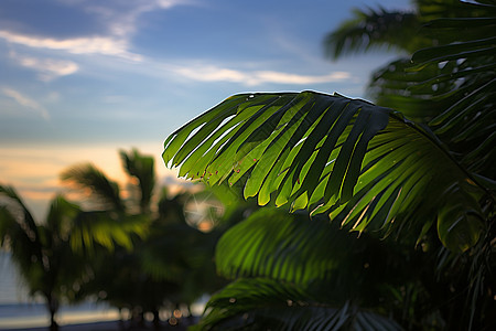 热带海滩与棕榈树图片