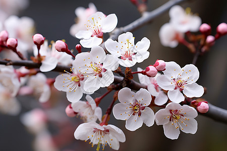 樱花绽放下的自然之美图片