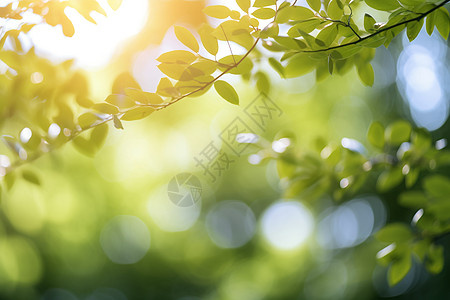 洱海公园光影穿透枝叶背景