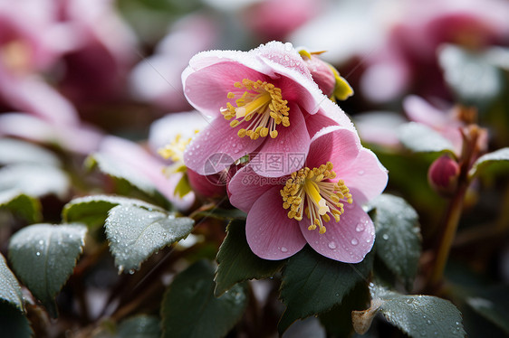 雨中初绽的露水粉红色冬花图片