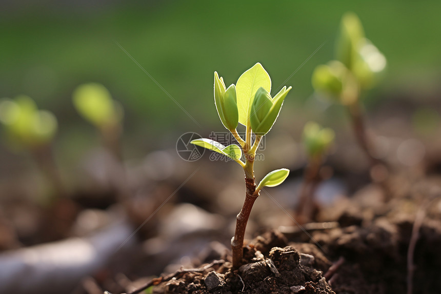 小植物在绿草中绽放图片