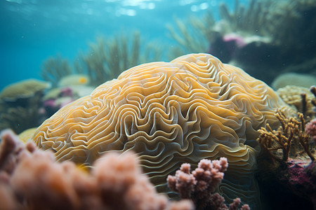 黄色的珊瑚礁在水底背景图片