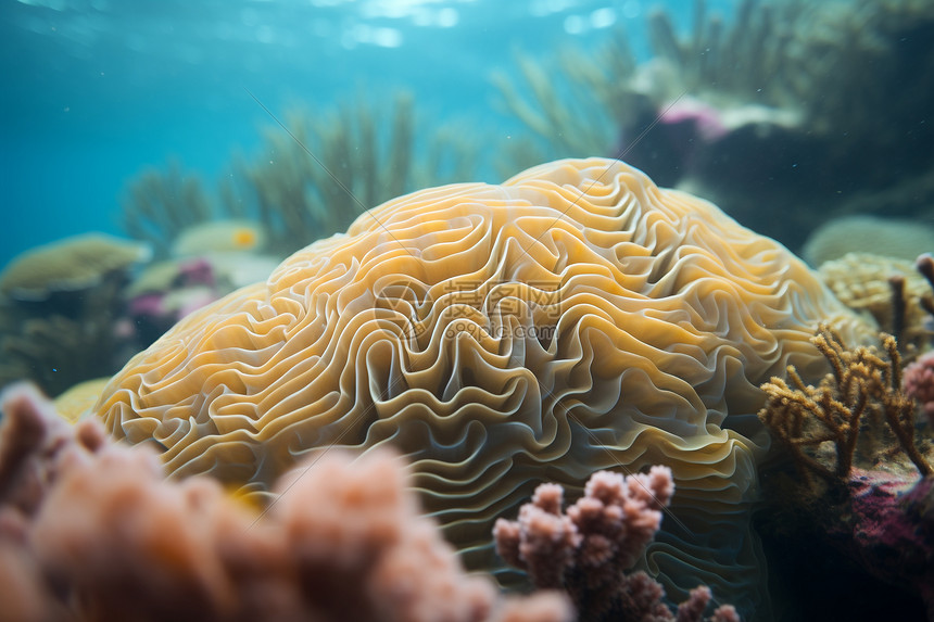 黄色的珊瑚礁在水底图片