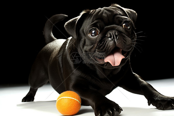 黑色狗狗和网球在玩耍图片