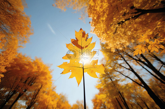 秋日黄叶间洒下的阳光图片