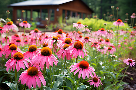 粉红小屋夏日花园里的雏菊背景