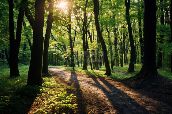 阳光穿过森林的树木图片