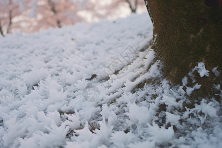 冰雪覆盖的地面图片