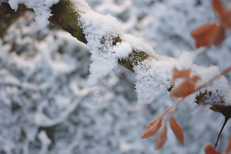 雪花冰冬日枝头雪叶相映背景