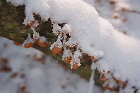 冬季的冰雪树枝上挂满了橙色浆果图片