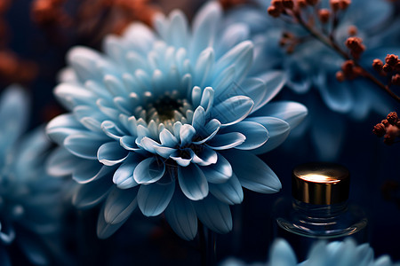 浪漫美丽的蓝色雏菊图片