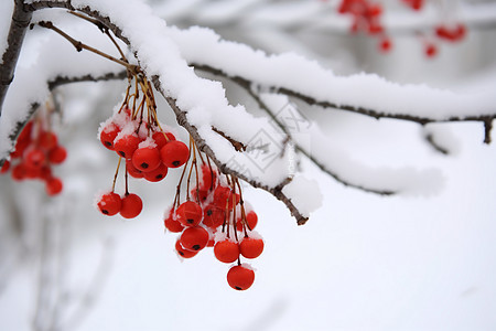 冬日山楂果图片