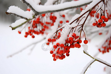 冬季雪中红果图片