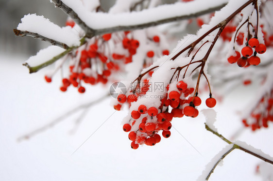 冬季雪中红果图片