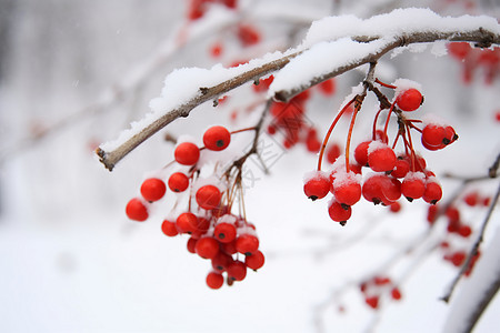 雪中红果背景图片