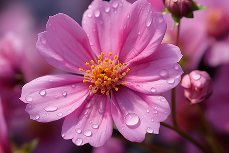 满是露水的粉色花朵高清图片