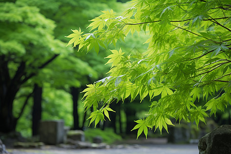 自然景观枫叶叶子纹高清图片