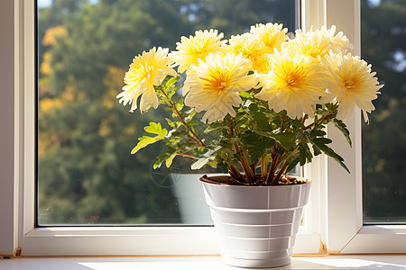 窗前黄菊盆栽图片