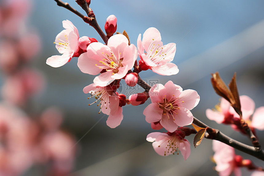 樱花树下的自然之美图片