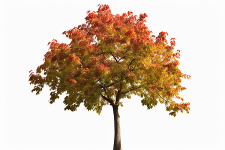 秋天孤零零的树图片