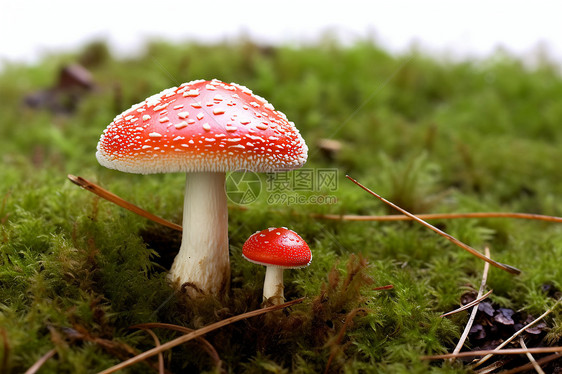 森林中的红色大蘑菇图片