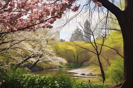 春日里的樱花公园背景图片