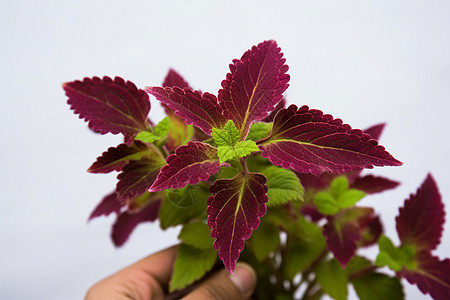 紫叶植物照片图片