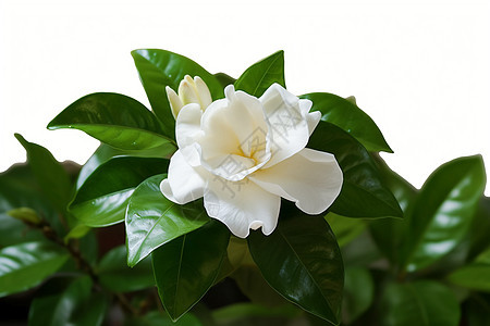 绿叶环绕的白色花朵图片