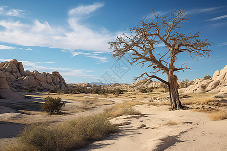 荒漠中的树木图片