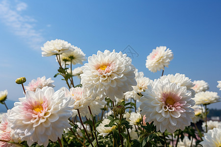 田野间的花朵图片