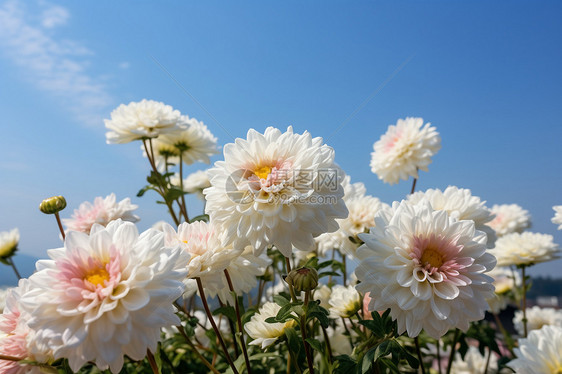 田野间的花朵图片