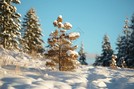 冬日的树木雪景背景图片