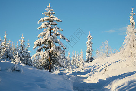 冬日的雪景图片
