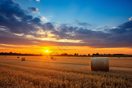 乡村农业种植的小麦田图片