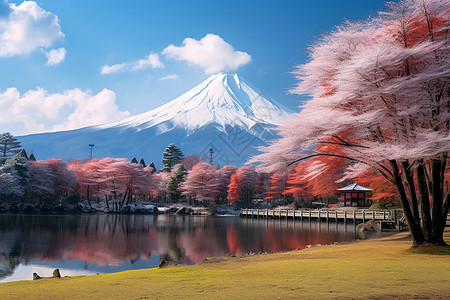 春季富士山下美丽的樱花景观图片