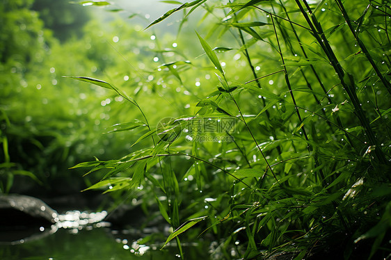 绿意盎然的丛林溪流图片