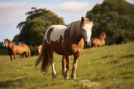 乡村田野上放牧的马匹图片