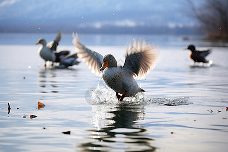 冬日湖畔上一群鸭子图片