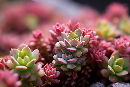 夏季花园中绽放的多肉植物图片