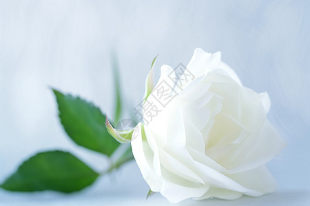 白玫瑰的雅致之美图片