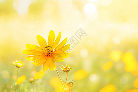盛开菊花阳光下的黄色菊花背景