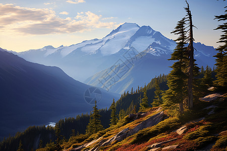 小鱿鱼美丽的自然风光背景