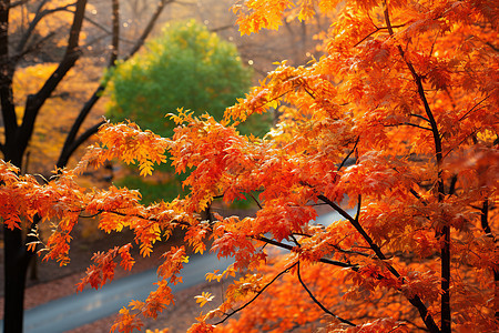秋季美丽的枫叶景观图片