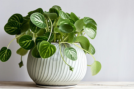 白色花瓶里的植物背景图片