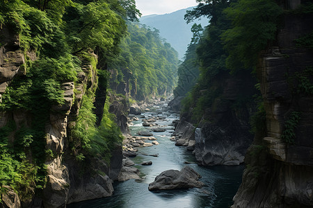 峡谷树木的自然景色图片